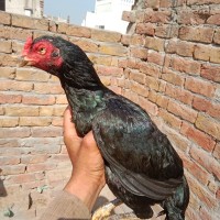 Nabeel Kamboh